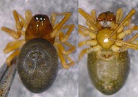 Hypomma cornutum