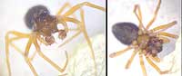 Hypomma cornutum