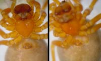 Hypomma fulvum