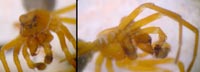 Hypomma fulvum