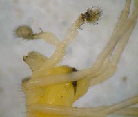 Hypomma fulvum