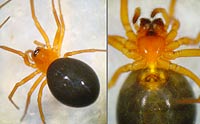 Hypomma fulvum