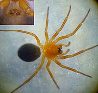 Hypomma fulvum