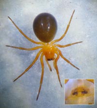 Hypomma fulvum