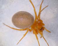 Hypomma fulvum