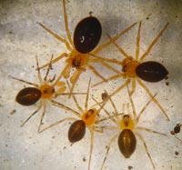 Hypomma bituberculata vs. Trematocephalus cristatus