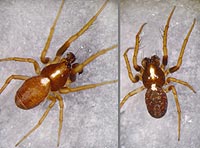 Hypsosinga albovittata --> anklicken zum vergrössern (click to enlarge)