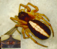 Hypsosinga pygmaea --> anklicken zum vergrössern (click to enlarge)