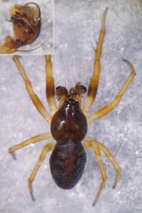 Hypsosinga pygmaea --> anklicken zum vergrössern (click to enlarge)