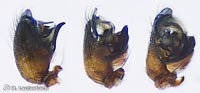 Hypsosinga sanguinea -->anklicken zum vergrössern (click to enlarge)