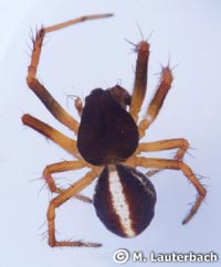 Hypsosinga sanguinea -->anklicken zum vergrössern (click to enlarge)