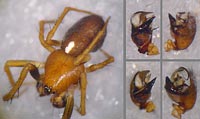 Hypsosinga sanguinea -->anklicken zum vergrössern (click to enlarge)
