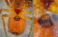 Hypsosinga sanguinea -->anklicken zum vergrössern (click to enlarge)
