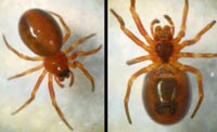 Hypsosinga sanguinea -->anklicken zum vergrössern (click to enlarge)