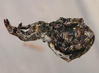 Hyptiotes paradoxus
