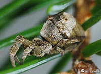 Hyptiotes paradoxus