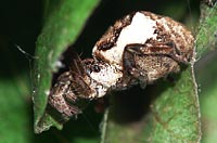 Hyptiotes paradoxus