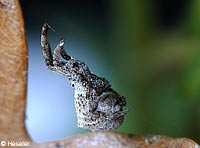 Hyptiotes paradoxus
