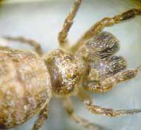 Hyptiotes paradoxus