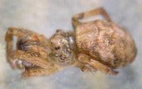 Hyptiotes paradoxus