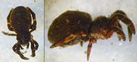 Hyptiotes paradoxus