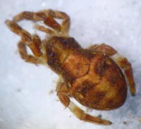 Hyptiotes paradoxus