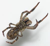 Hyptiotes paradoxus