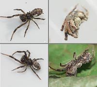 Hyptiotes paradoxus