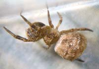 Hyptiotes paradoxus