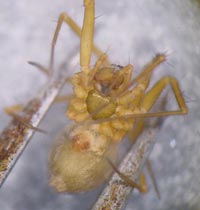Improphantes improbulus