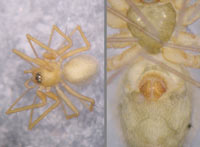 Improphantes improbulus