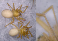 Improphantes improbulus