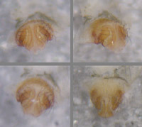 Improphantes improbulus
