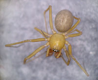 Improphantes improbulus