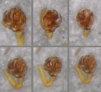 Improphantes improbulus