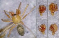 Improphantes improbulus