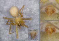 Improphantes improbulus