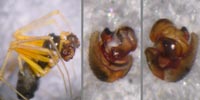 Kaestneria dorsalis