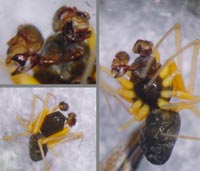 Kaestneria dorsalis