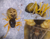 Kaestneria dorsalis