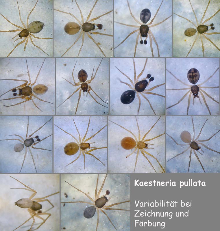 http://www.spiderling.de/arages/Fotogalerie/Kaestneria/Kaestneria_pullata_3_1024.jpg