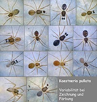 Kaestneria pullata
