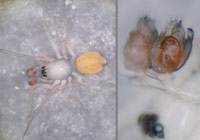 Kaestneria pullata