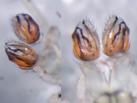 Kaestneria pullata