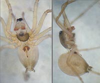 Kaestneria pullata