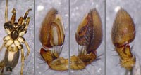 Kishidaia conspicua