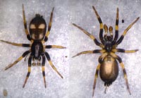 Kishidaia conspicua