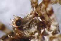 Lacinius dentiger