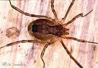 Lacinius ephippiatus