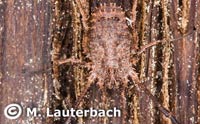 Lacinius horridus